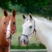 Mistakes in raising a horse: is there a second chance?