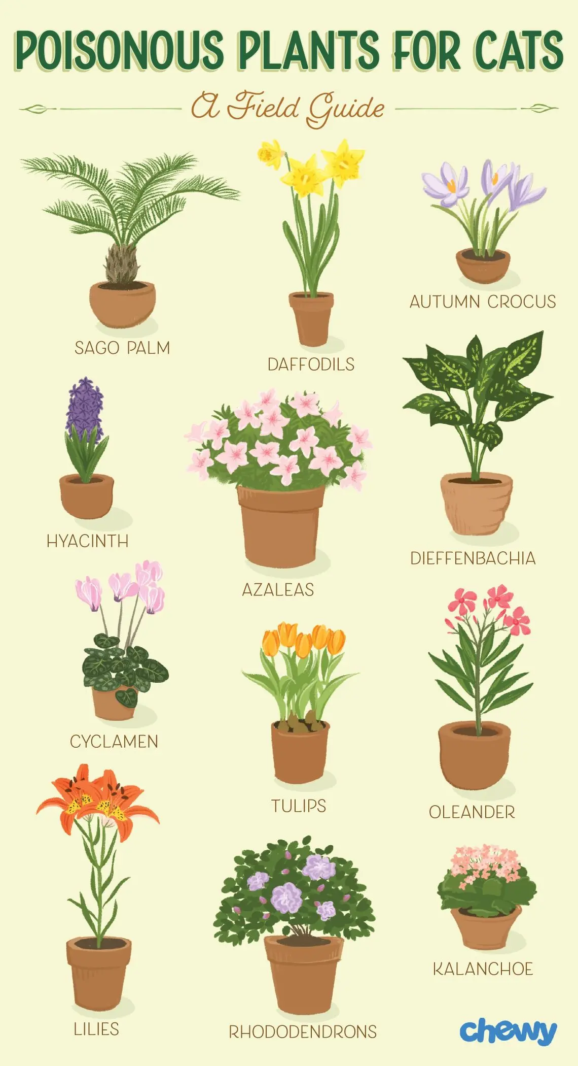 Poisonous and Cat-Safe Houseplants