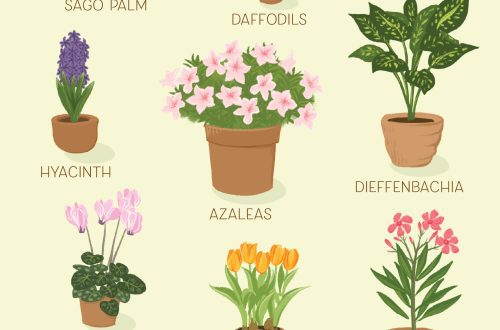 Poisonous and Cat-Safe Houseplants