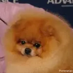 Pomeranian: features of a dog similar to a bear cub, its character and care