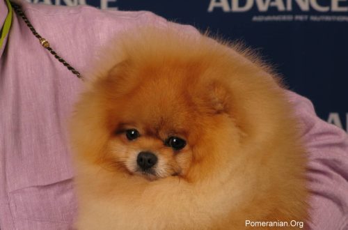 Pomeranian: features of a dog similar to a bear cub, its character and care