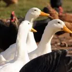 Popular breeds of broiler ducks and features of their cultivation