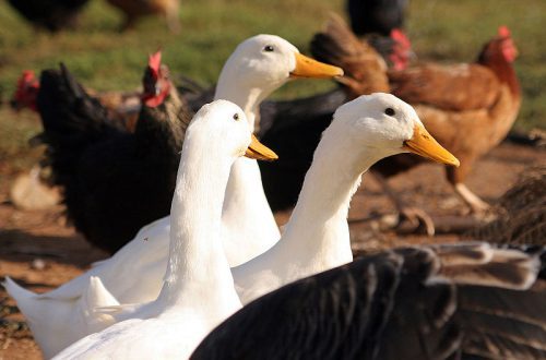 Popular breeds of broiler ducks and features of their cultivation