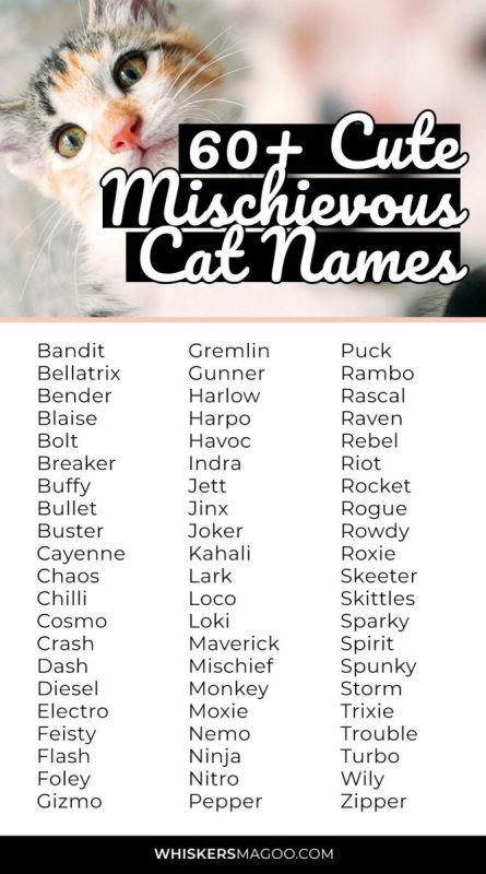 Popular, unusual, beautiful and funny nicknames for cat girls and cat boys