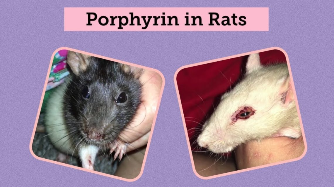 Porphyrin in rats: why the nose and eyes bleed