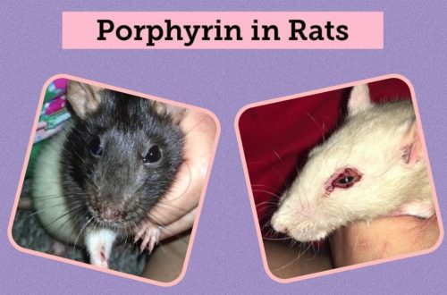 Porphyrin in rats: why the nose and eyes bleed