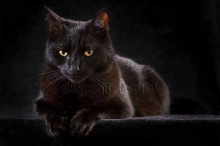 Portrait photos of cats and cats - cute and serious