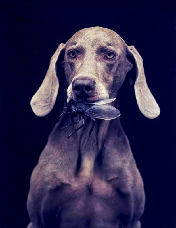 Portrait photos of dogs - they can look serious too