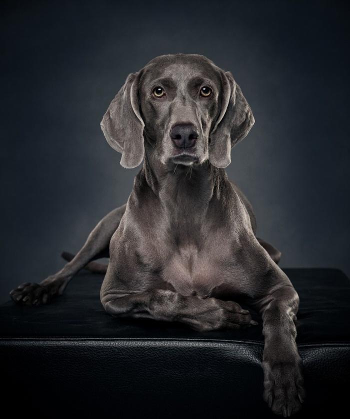 Portrait photos of dogs - they can look serious too