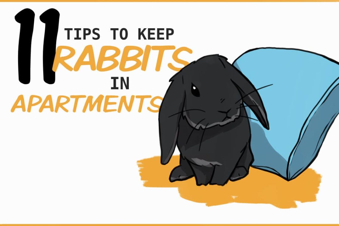 Positive and negative feedback on the content of decorative rabbits in city apartments