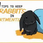 Positive and negative feedback on the content of decorative rabbits in city apartments