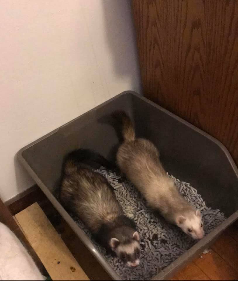 Potty training a ferret