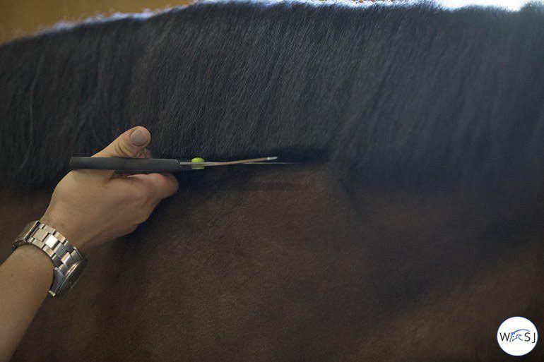 Practical advice: how to care for a horse&#8217;s mane