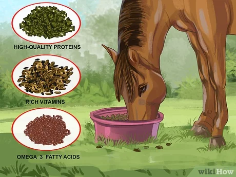 Practical advice: how to care for a horse&#8217;s mane