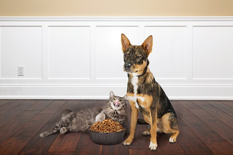 Prebiotics and probiotics in dog and cat food