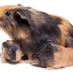 Pregnancy and childbirth in guinea pigs – definition, duration, care of the pregnant and puerperal female