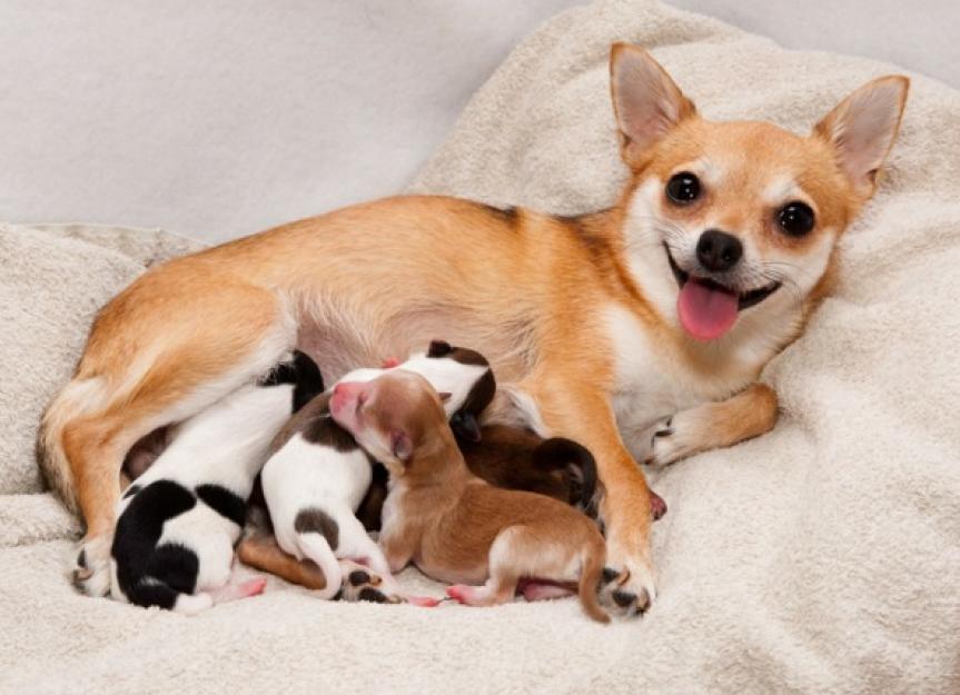 Pregnancy and childbirth in small breed dogs