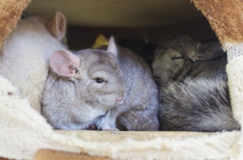 Pregnancy and childbirth of chinchillas: signs, duration, care