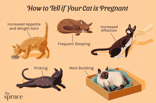 Prenatal signs in cats and how to know the approach of childbirth in an animal?