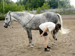 Preparing for forging: teaching the horse to give legs