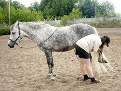 Preparing for forging: teaching the horse to give legs