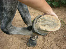 Preparing for forging: teaching the horse to give legs