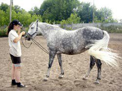 Preparing for forging: teaching the horse to give legs