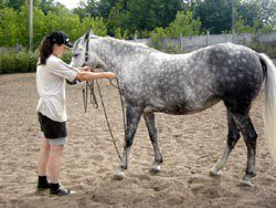 Preparing for forging: teaching the horse to give legs