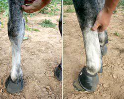 Preparing for forging: teaching the horse to give legs