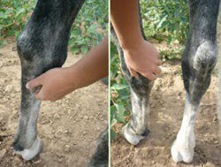 Preparing for forging: teaching the horse to give legs