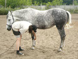 Preparing for forging: teaching the horse to give legs