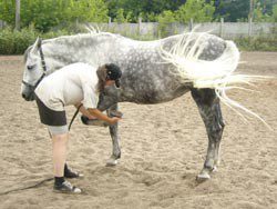 Preparing for forging: teaching the horse to give legs