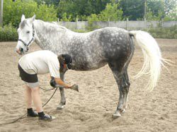 Preparing for forging: teaching the horse to give legs