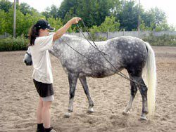 Preparing for forging: teaching the horse to give legs