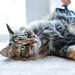 Dehydration in a cat: signs and treatment