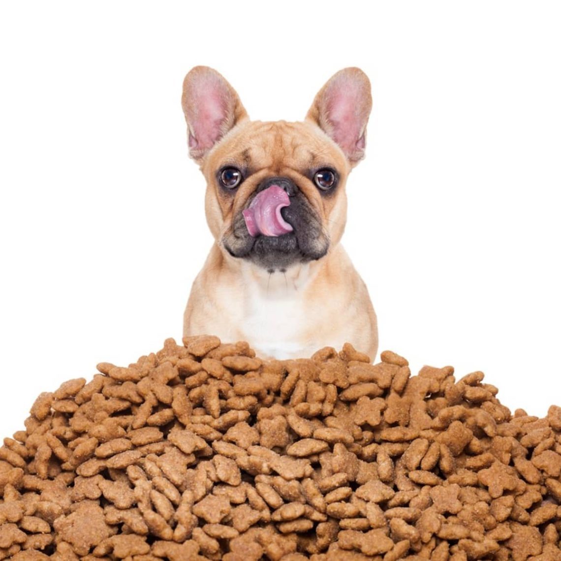 Professional dog food &#8211; how to choose the right one