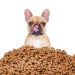 Why a dog should not be given pork: causes and consequences