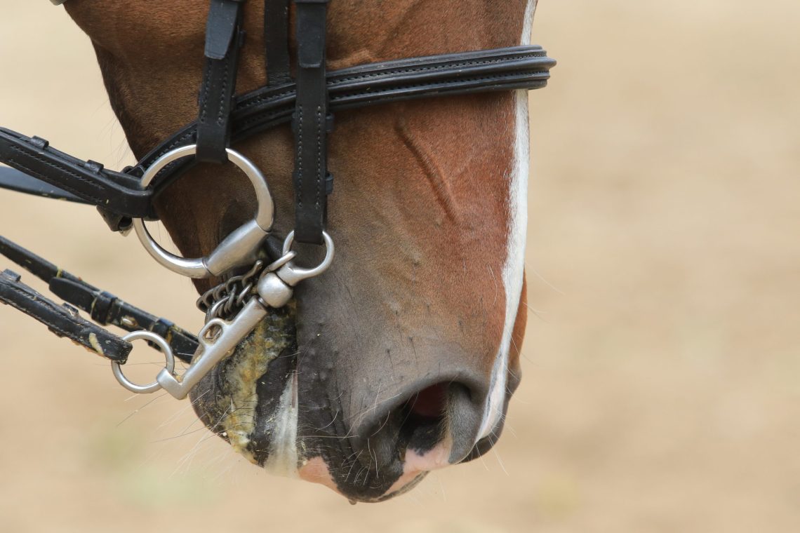 Proper contact with the horse&#8217;s mouth: how to achieve it