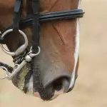 Proper contact with the horse’s mouth: how to achieve it