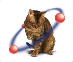 Protein and taurine in cat food