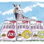 Protein in the horse’s diet