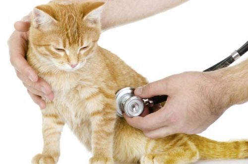 Pulmonary edema in cats: causes, symptoms, prevention and treatment