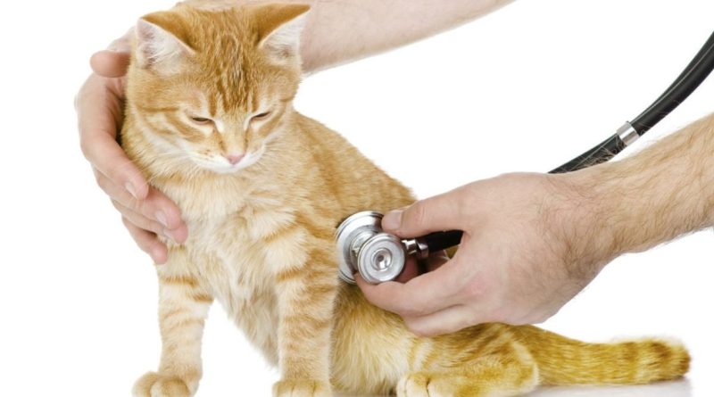 Pulmonary edema in cats: causes, symptoms, prevention and treatment