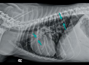 Pulmonary hypertension in dogs: symptoms and treatment