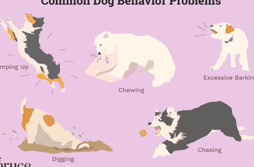 puppy behavior