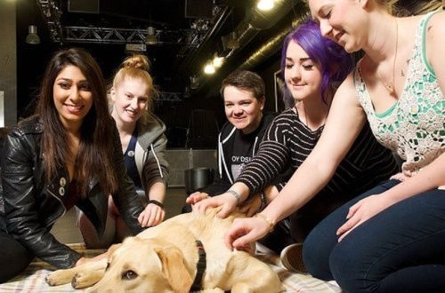 Puppy Rooms: Stress Relief for College Students