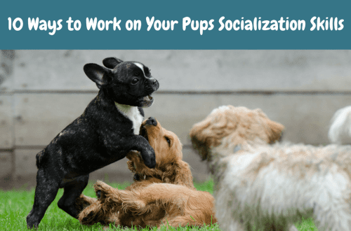 Puppy social skills: how to raise a pet?