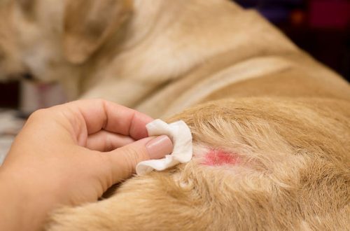 Pyoderma in dogs: what you need to know