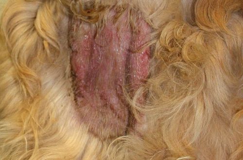 Pütraumaatiline dermatiit koertel: põhjused ja ravi