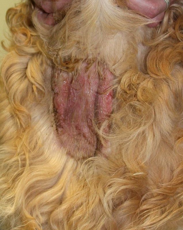 Pyotraumatic Dermatitis in Dogs: Causes and Treatment